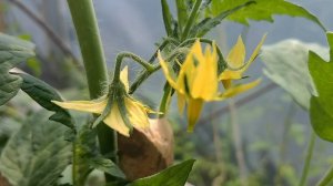 Томаты зацвели - провожу 3 важных мероприятия во время цветения томатов для большого урожая