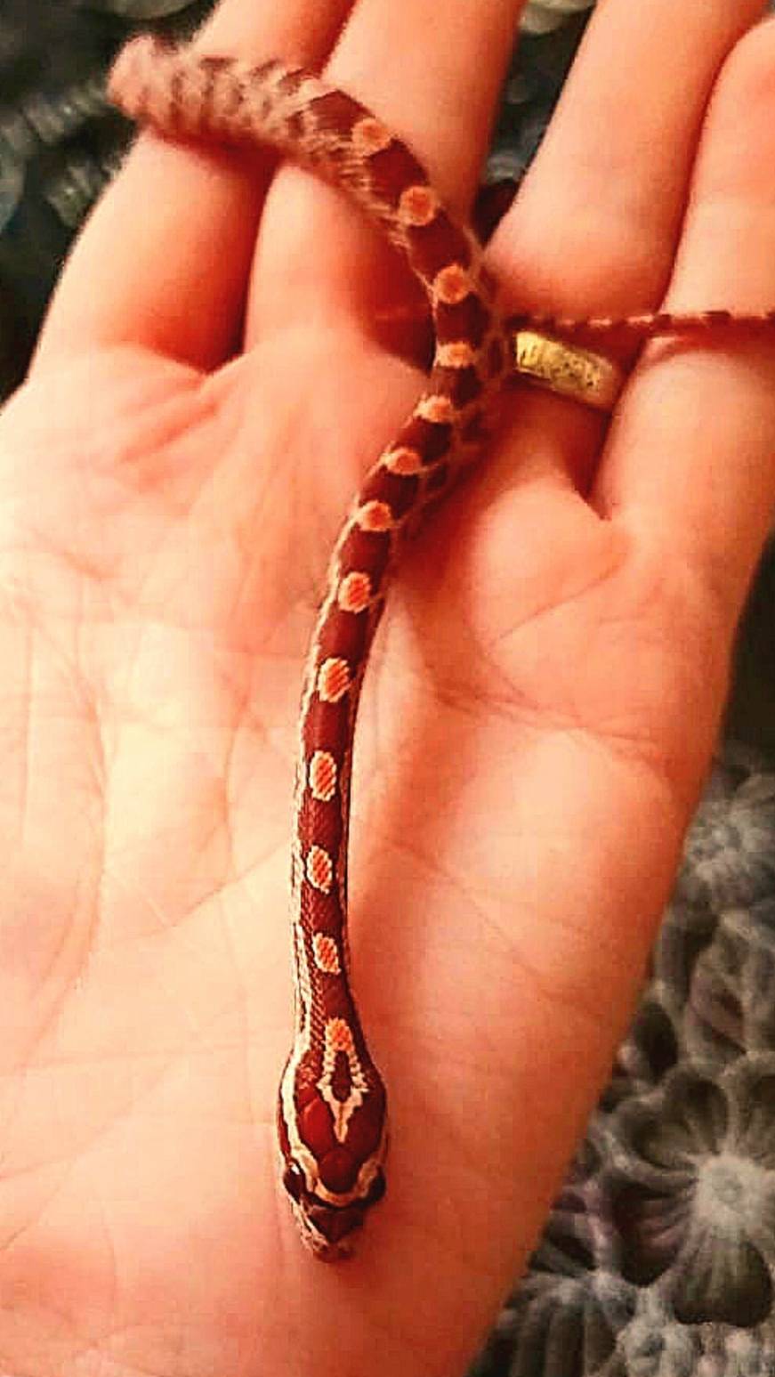 моя змейка клео