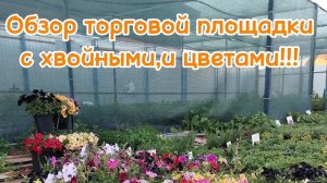 🌲🌿Обзор торговой площадки с хвойными растениями и цветами!🌿🌲