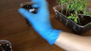 Пикировка томатов сроки пикировки томатов