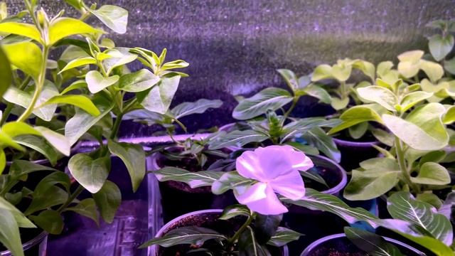 26 апреля-льет ☔️ дождь . Рассада цветов и овощей пока ?