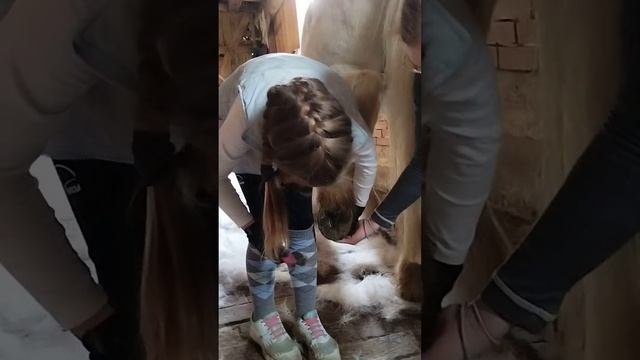 Конячий педикюр. А ви змогли б?