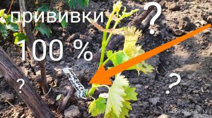 Как увеличить процент выживания прививок