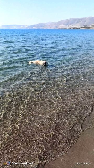 Прикольные животные в Турции