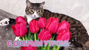 С ДОБРЫМ УТРОМ! ПУСТЬ НАПОЛНЯЮТ ДОМ УЮТ, ЗАБОТА, ТЕПЛОТА