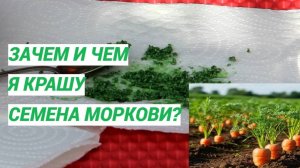 Морковь больше не придется прореживать. Крашу семена.