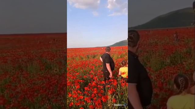 Красота.. Маковое поле... Юца🌺