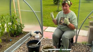 Первая подкормка сладкого перца в теплице.