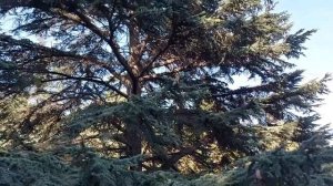 Звуки природы. Пение птиц. Зяблик