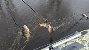 ПРОВЕРКА СЕТЕЙ В НАВОДНЕНИЕ. ВЕСЕННЯЯ РЫБАЛКА НА СЕТИ С ЛОДКИ ПВХ.