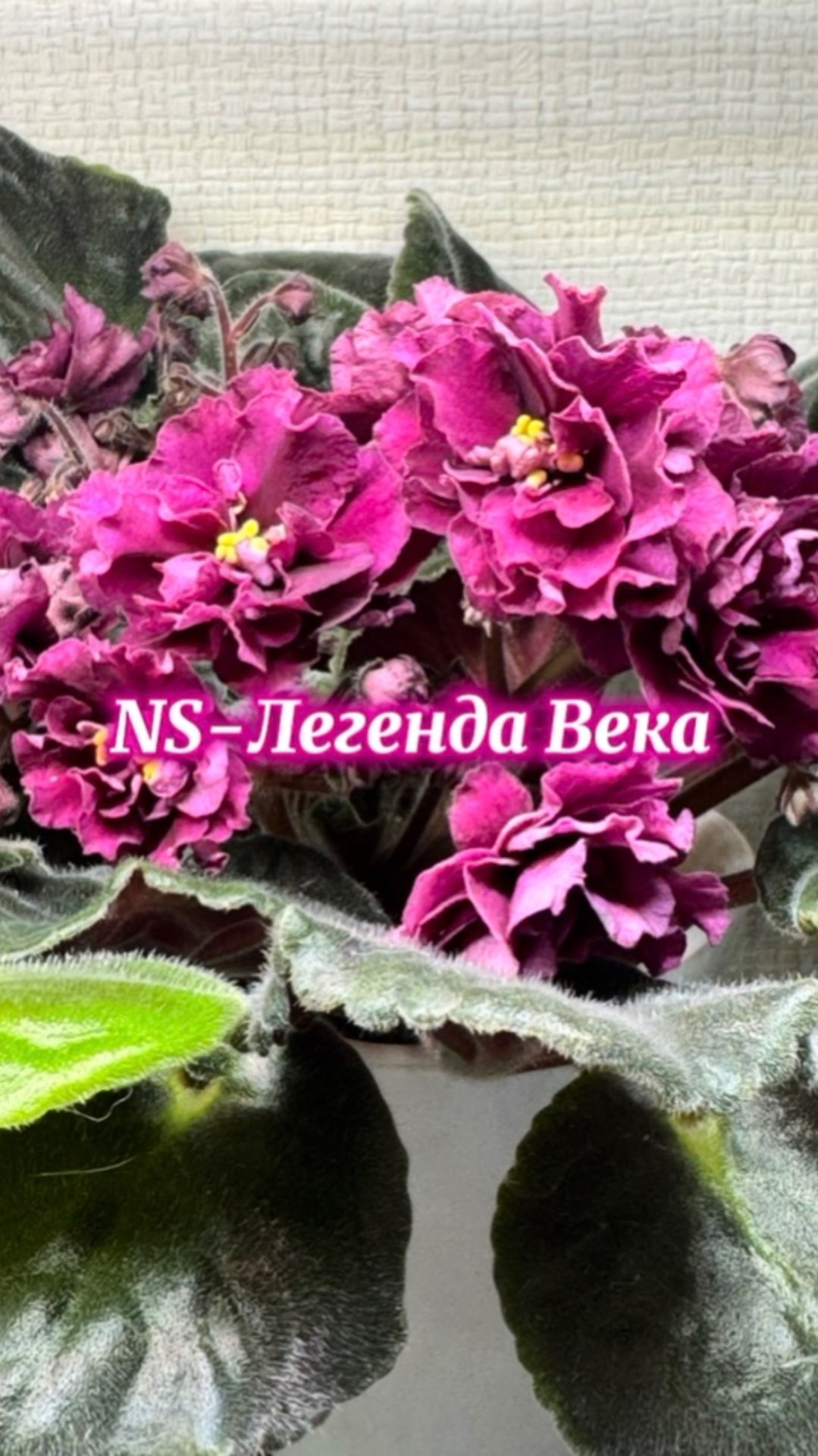 NS-Легенда Века. Сорта коллекции