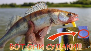 Поиск СУДАКА с эхолотом Lowrance HDS 9 PRO 💪 Стоят, ждут пока их поймают на ДЖИГ!!!