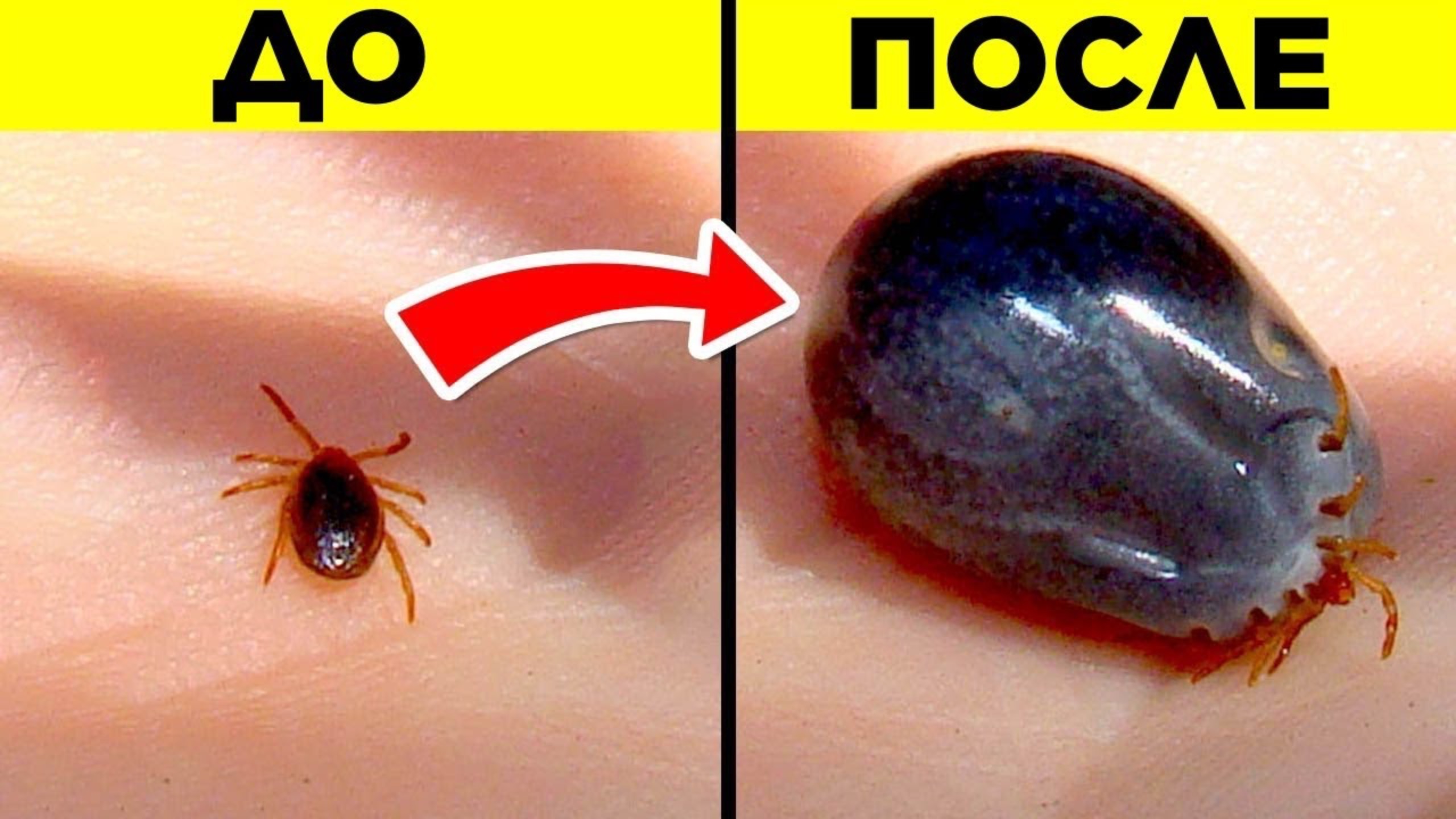 Самые Опасные Насекомые И Паукообразные В Мире смотреть онлайн