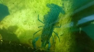 Мраморные раки 11-06-2025