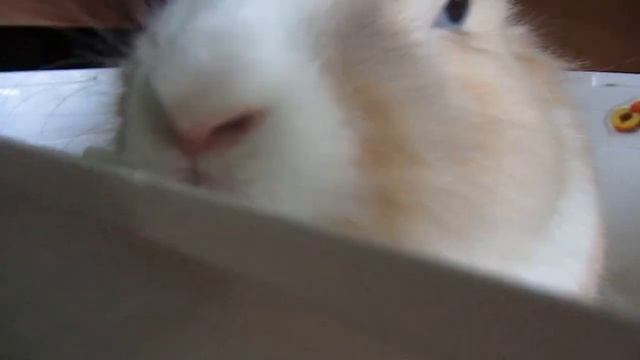 Кролик Персик в домике.