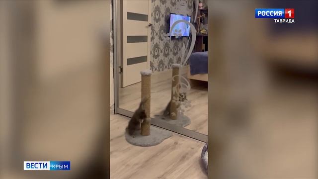 Вести Крым навестили очаровательного кота Фуджика