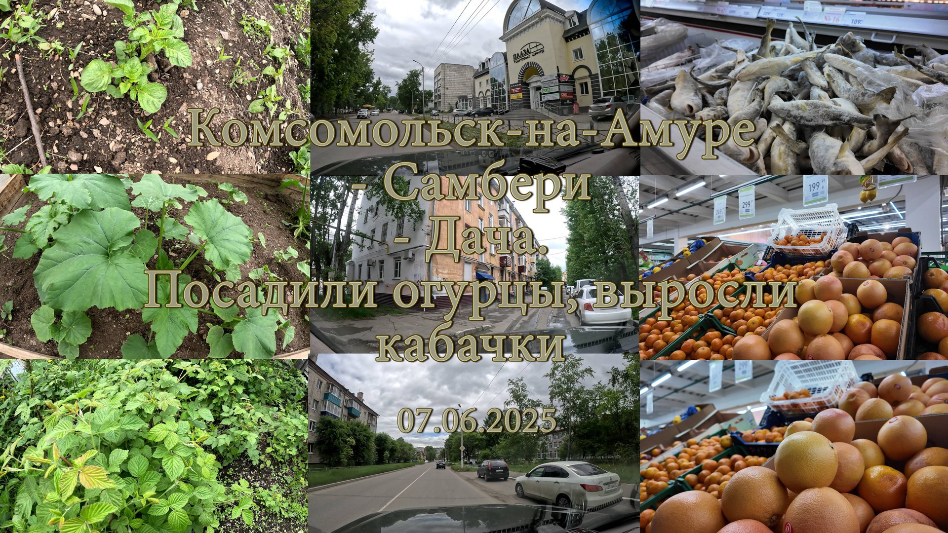 Комсомольск-на-Амуре - Самбери - Дача. Посадили огурцы, выросли кабачки. 07.06.2025 смотреть онлайн