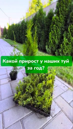Какой прирост у туи за год, как быстро растет туя западная?
