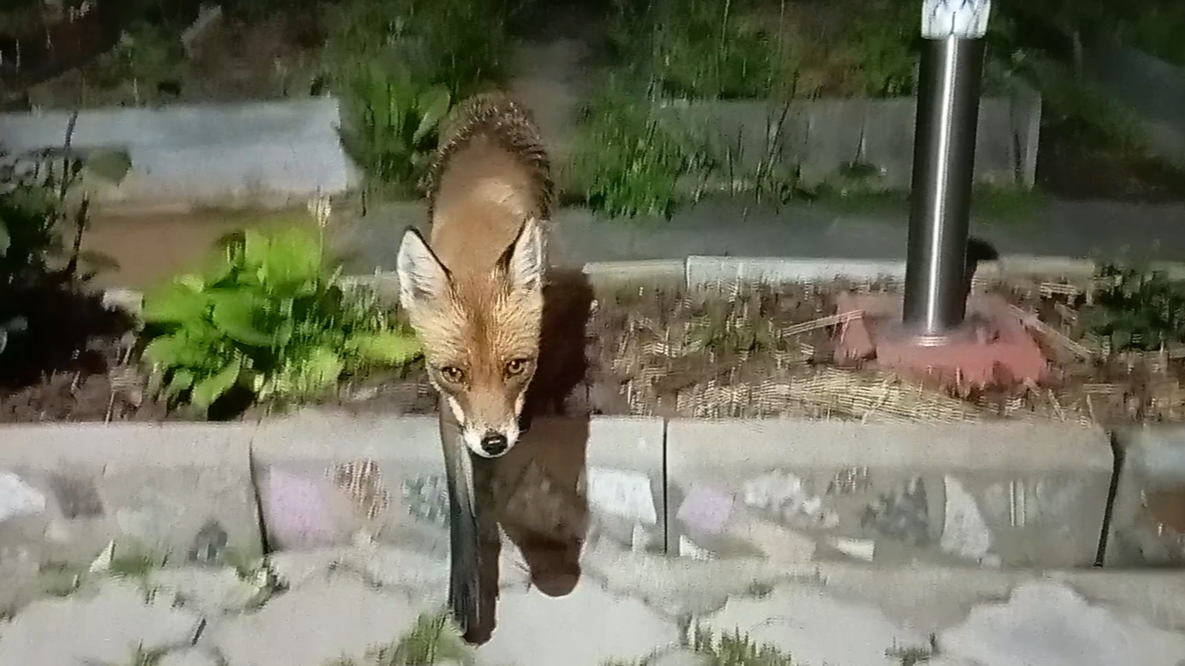 (1039) Лиса приходит в гости. Июнь 2025 смотреть онлайн