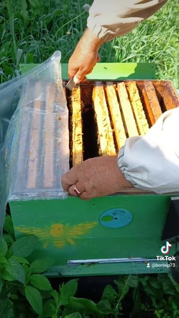 Это первый рой 2025 года.Вот такой он стал🌺♥️🐝🌺 комментарии излишни.. смотреть онлайн
