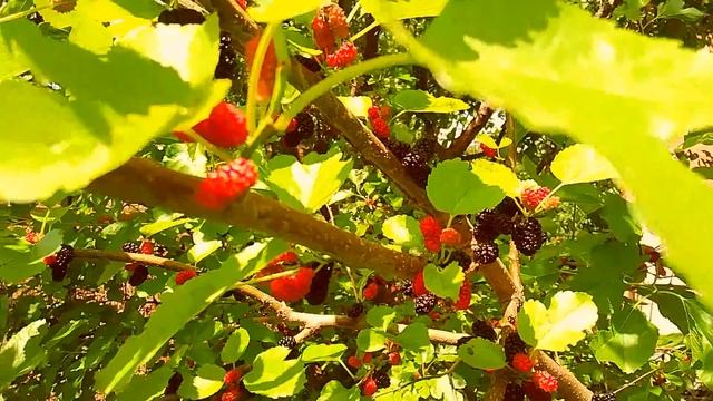 Анапа Су-Псех сбор ягод праздник день России смотреть онлайн