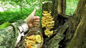 💥СБОР ГРИБОВ в ПОДМОСКОВЬЕ 10 ИЮНЯ 2025👉. ЛЕТНИЕ ОПЯТА👉ТРУТОВИК СЕРНО-ЖЕЛТЫЙ 🌳🍄🌱