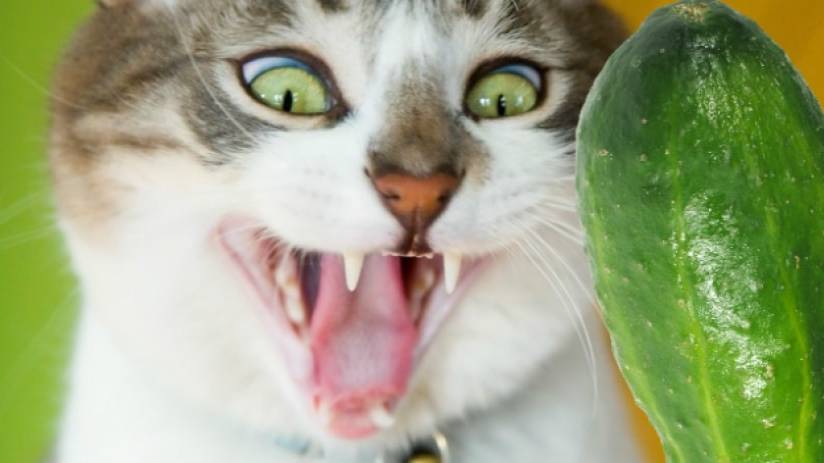 Кошки боятся огурцов (Подборка видео)