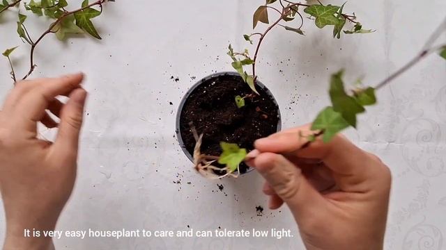 UPDATE ON MY IVY HOUSEPLANT/CUTTING, PROPAGATING, AND PLANTING IN SCOTLAND | ПЛЮЩ/РАЗМНО?
