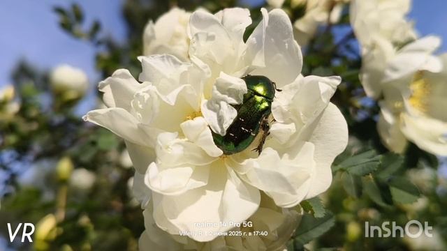 Белые шиповники и золотистые бронзовки 🪲🪲 02.06.2025 смотреть онлайн