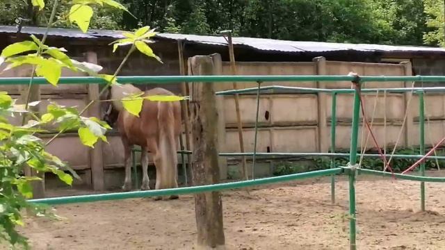 КСК Идель video_2025-06-11_22-17-52