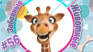 Забавные и Смешные Животные № 56 + Лучшие Подборки Животных + Смешные и Прикольные Животные