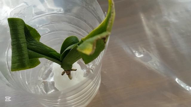 💚🌼Обзор огородика в квартире.(Огурцы, помидоры, реди