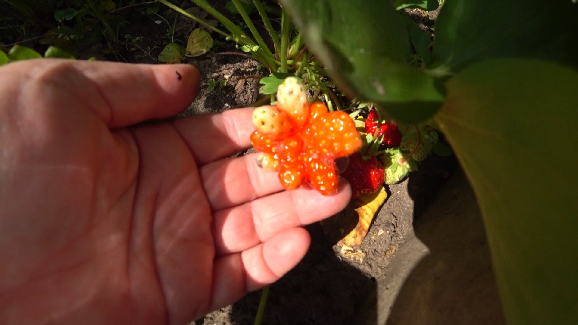 Выросла смешная клубничка. Навестила нас Любаша. Борис профи по капусте. смотреть онлайн