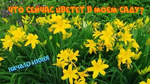Что цветет в моем саду? Начало июня.