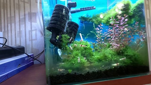 Креветки синие, блю дрим не хотят размножатся вместе с кристаллами смотреть онлайн