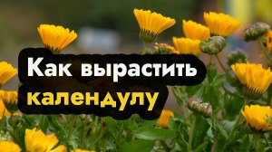 Как вырастить календулу или ноготки - выращиваем календулу (ноготки) на даче, когда сажать