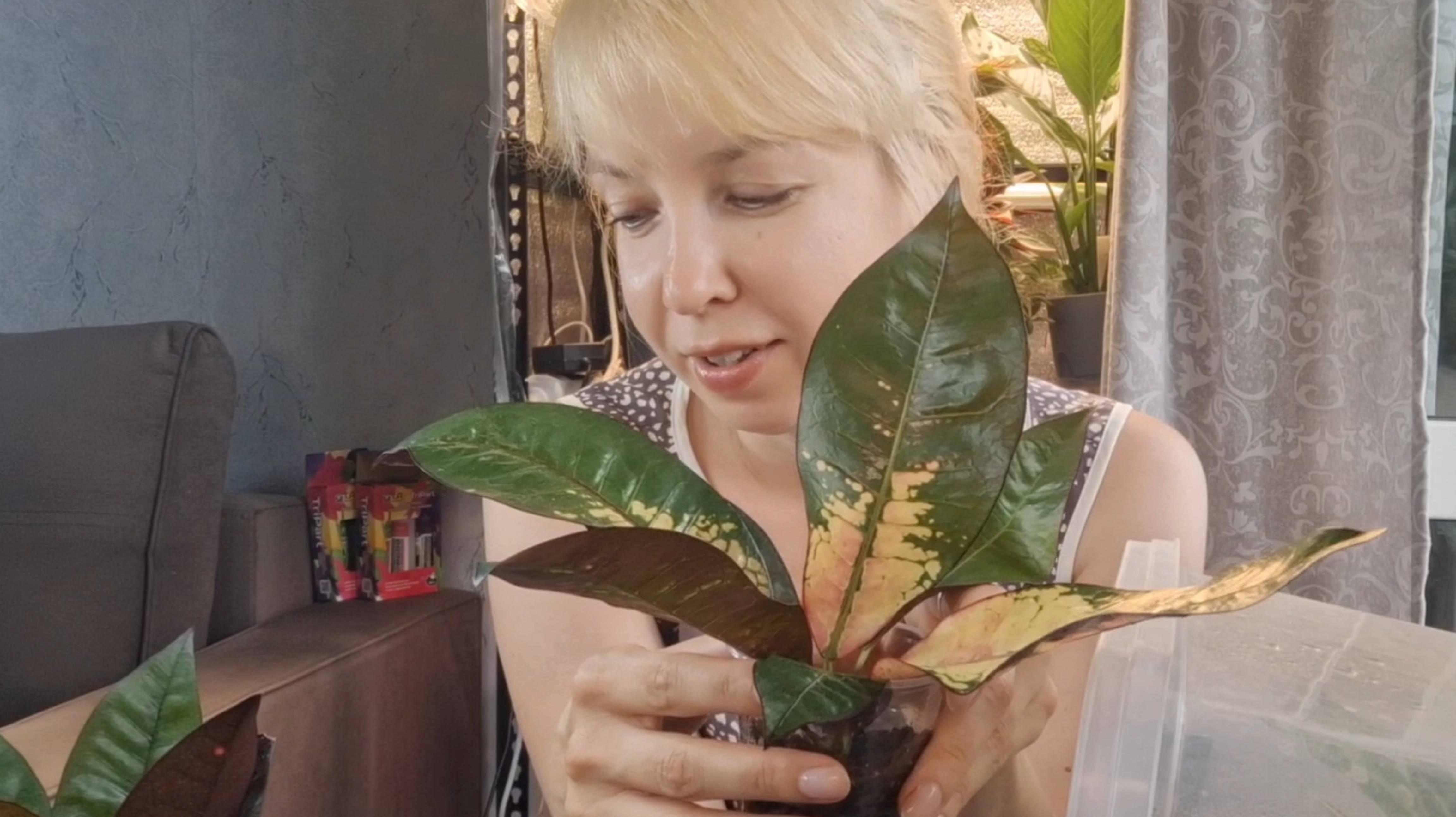 Укоренение черенков в аквагрунте смотреть онлайн