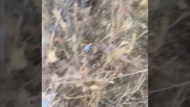 Июльская ежевика