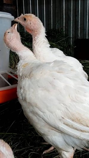 Лучшее ЛАКОМСТВО для ИНДЮШАТ.