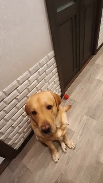 Чем кормить лабрадора. Собака лабрадор Тафгай ест шоколадную конфету