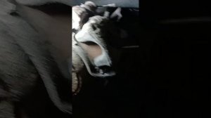 Замена кольца ABS задней ступицы и замена задних тормоз