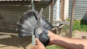 Николаевские голуби молодёжь 2025