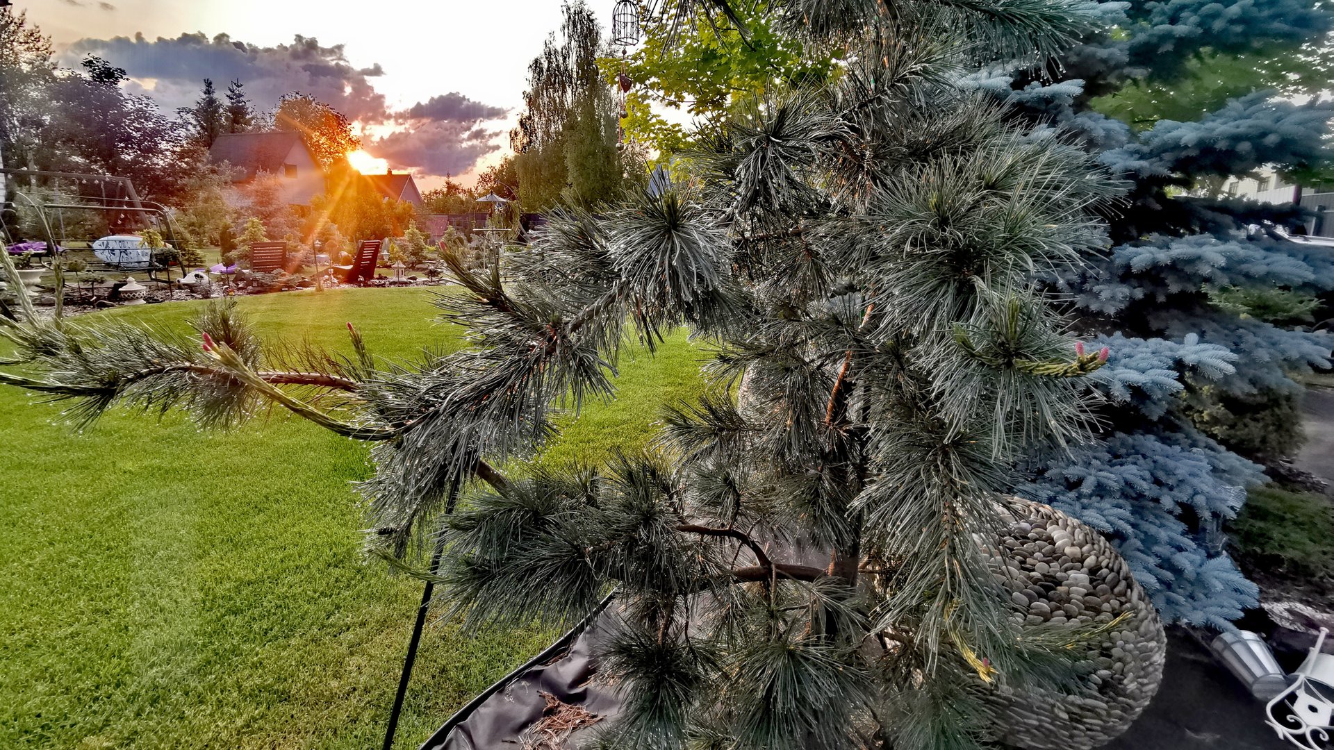 Редкие хвойные, приросты!💥🤩Обзор! 6.06.2025г #сад #garden #хвойные смотреть онлайн