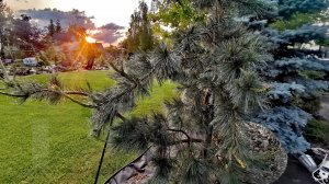 Редкие хвойные, приросты!💥🤩Обзор! 6.06.2025г #сад #garden #хвойные