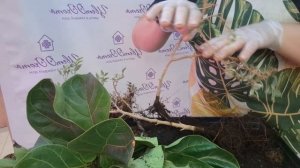 Пересадка Фикусов Нина и Лирата Тибако. видео от 9июня 2025г.