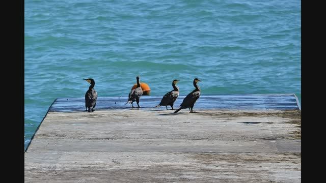 Рыбалка с пирса. Мыс Видный. Хоста. Сочи. Архив смотреть онлайн