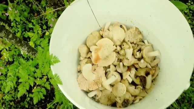 Грибной Рай. Выехали за грибами, а там их море... #грибы смотреть онлайн