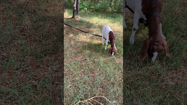 Седимин или Е селен для коз что лучше. Что я использую для коз. Витамины для коз смотреть онлайн