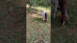 Седимин или Е селен для коз что лучше. Что я использую для коз. Витамины для коз