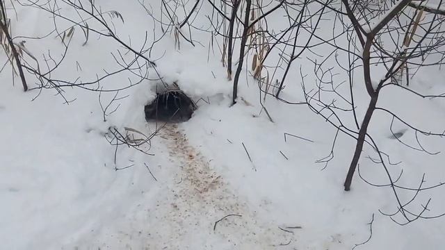 открыл озеро Наволок, зверь гдето рядом смотреть онлайн